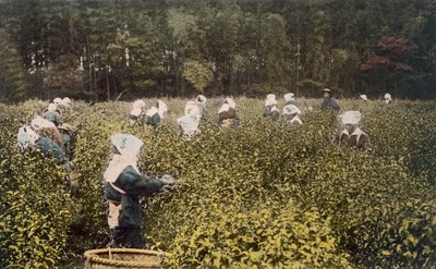 Women picking tea, with male overseer by Japanese Photographer